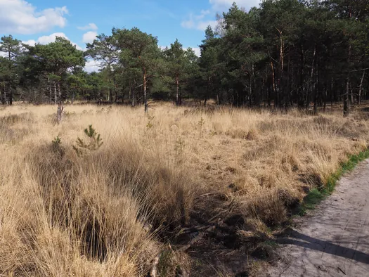 Kalmthoutse Heide, Kalmthout (België)